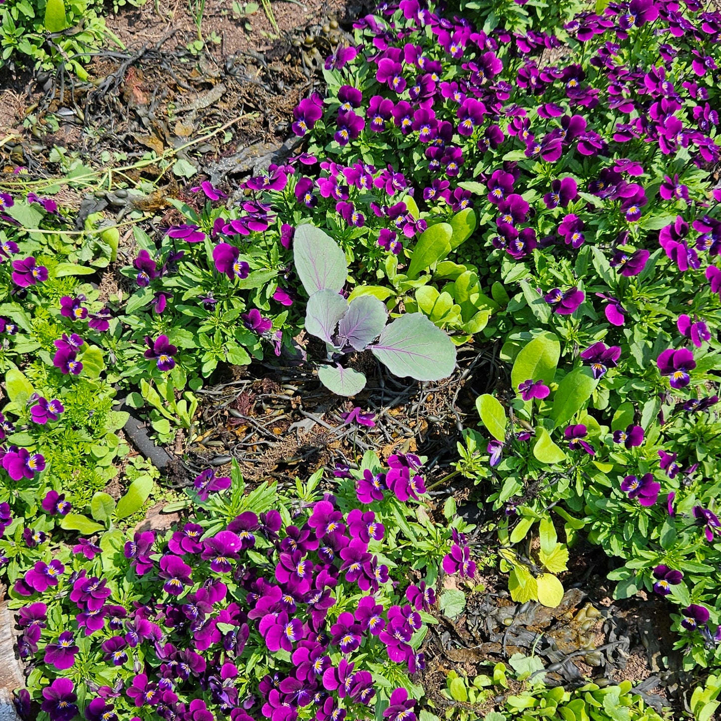 Seedlings: "Horned King" Pansy, flower