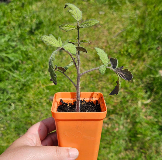 Seedlings: Cherokee Purple, Tomato
