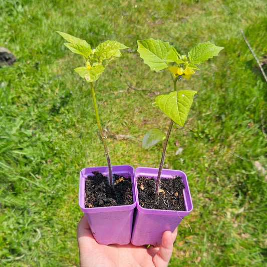 Seedlings: Toma Verde, Tomatillo