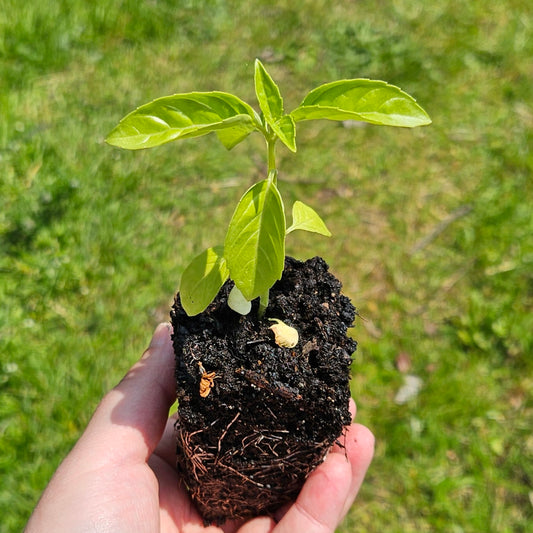 Seedlings: Large Leaf Basil, herb