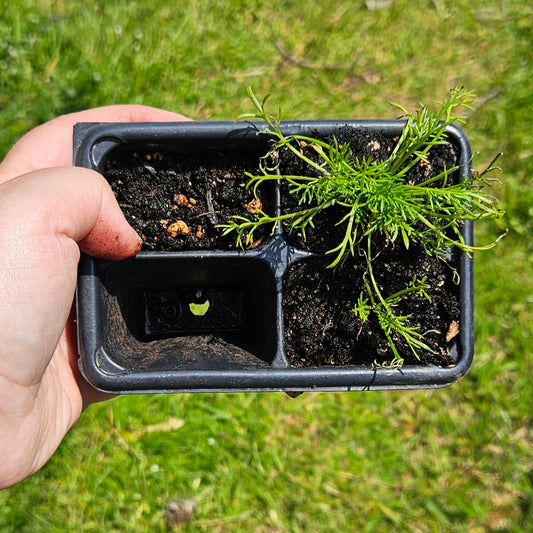 Seedings: Roman Chamomile, herb