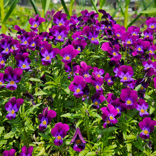 Seedlings: "Horned King" Pansy, flower